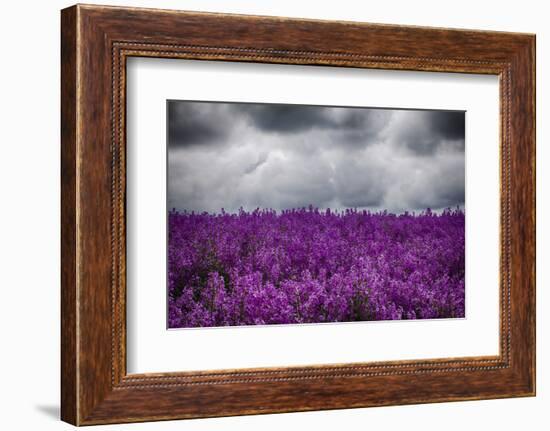 USA, Oregon, Farming in the Willamette Valley of Oregon with Dames Rocket Plants in Full Bloom-Terry Eggers-Framed Photographic Print