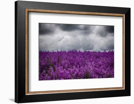 USA, Oregon, Farming in the Willamette Valley of Oregon with Dames Rocket Plants in Full Bloom-Terry Eggers-Framed Photographic Print