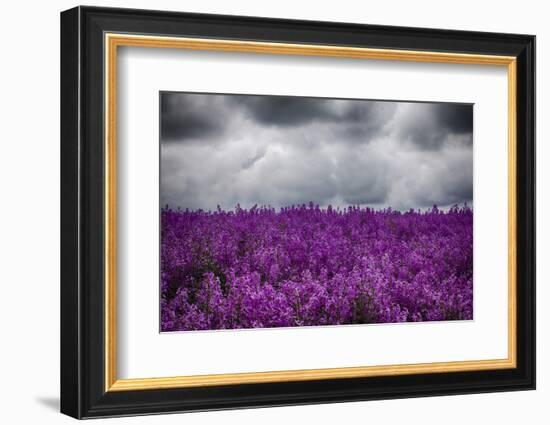 USA, Oregon, Farming in the Willamette Valley of Oregon with Dames Rocket Plants in Full Bloom-Terry Eggers-Framed Photographic Print