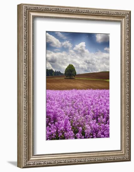 USA, Oregon, Farming in the Willamette Valley of Oregon with Dames Rocket Plants in Full Bloom-Terry Eggers-Framed Photographic Print