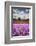 USA, Oregon, Farming in the Willamette Valley of Oregon with Dames Rocket Plants in Full Bloom-Terry Eggers-Framed Photographic Print