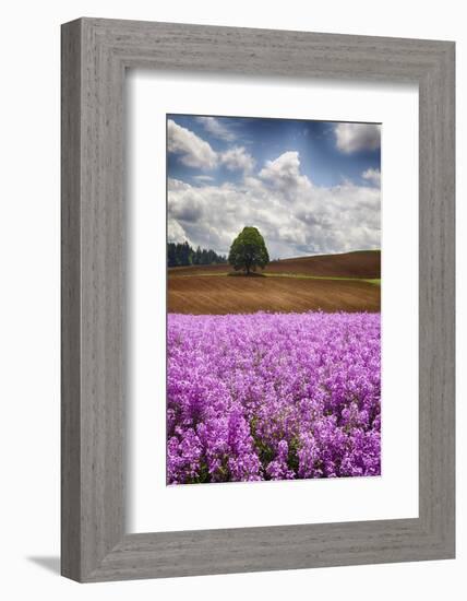 USA, Oregon, Farming in the Willamette Valley of Oregon with Dames Rocket Plants in Full Bloom-Terry Eggers-Framed Photographic Print