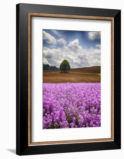 USA, Oregon, Farming in the Willamette Valley of Oregon with Dames Rocket Plants in Full Bloom-Terry Eggers-Framed Photographic Print