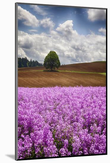 USA, Oregon, Farming in the Willamette Valley of Oregon with Dames Rocket Plants in Full Bloom-Terry Eggers-Mounted Photographic Print