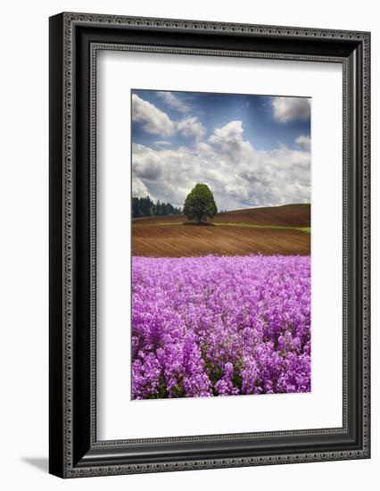 USA, Oregon, Farming in the Willamette Valley of Oregon with Dames Rocket Plants in Full Bloom-Terry Eggers-Framed Photographic Print