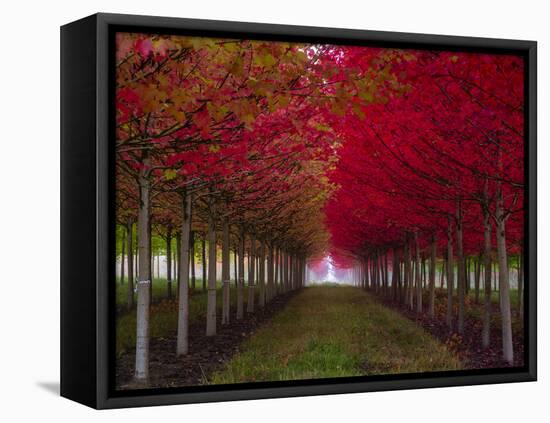 USA, Oregon, Forest Grove. A grove of trees in full autumn red.-Richard Duval-Framed Premier Image Canvas