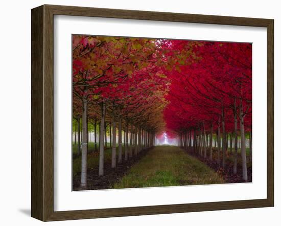 USA, Oregon, Forest Grove. A grove of trees in full autumn red.-Richard Duval-Framed Photographic Print