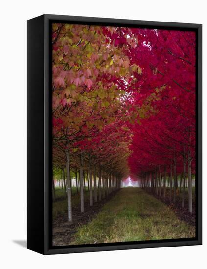 USA, Oregon, Forest Grove. A grove of trees in full autumn red.-Richard Duval-Framed Premier Image Canvas