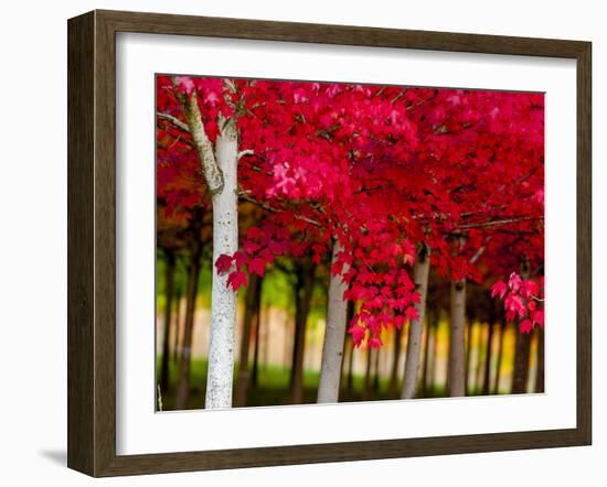 USA, Oregon, Forest Grove. A grove of trees in full autumn red.-Richard Duval-Framed Photographic Print