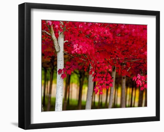 USA, Oregon, Forest Grove. A grove of trees in full autumn red.-Richard Duval-Framed Photographic Print