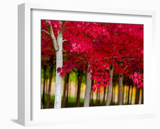 USA, Oregon, Forest Grove. A grove of trees in full autumn red.-Richard Duval-Framed Photographic Print