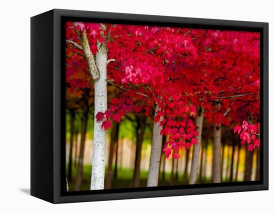 USA, Oregon, Forest Grove. A grove of trees in full autumn red.-Richard Duval-Framed Premier Image Canvas