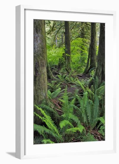 USA, Oregon. Forest Scenic-Steve Terrill-Framed Photographic Print
