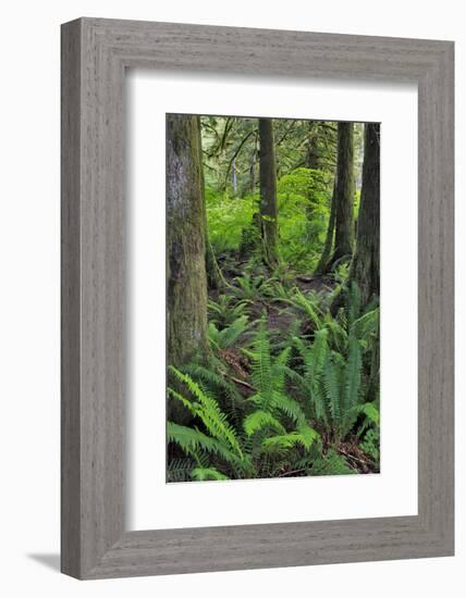 USA, Oregon. Forest Scenic-Steve Terrill-Framed Photographic Print