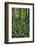 USA, Oregon. Forest Scenic-Steve Terrill-Framed Photographic Print