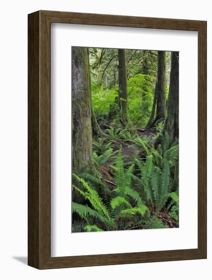 USA, Oregon. Forest Scenic-Steve Terrill-Framed Photographic Print