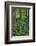 USA, Oregon. Forest Scenic-Steve Terrill-Framed Photographic Print