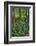 USA, Oregon. Forest Scenic-Steve Terrill-Framed Photographic Print