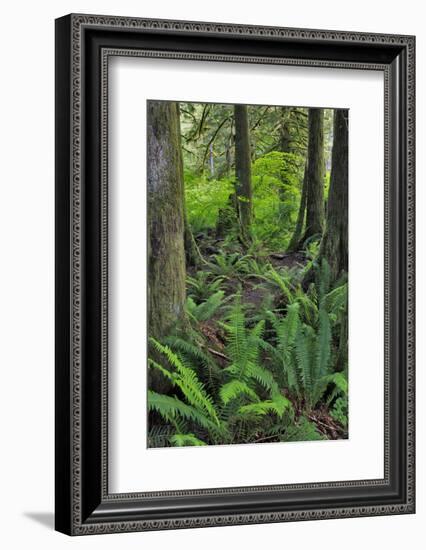 USA, Oregon. Forest Scenic-Steve Terrill-Framed Photographic Print