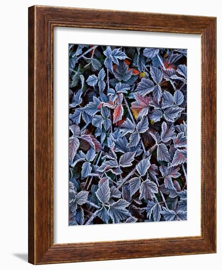 USA, Oregon. Frost on Wild Blackberry Bush-Steve Terrill-Framed Photographic Print