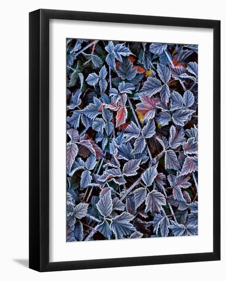 USA, Oregon. Frost on Wild Blackberry Bush-Steve Terrill-Framed Photographic Print