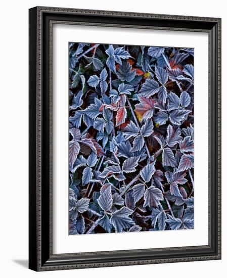USA, Oregon. Frost on Wild Blackberry Bush-Steve Terrill-Framed Photographic Print