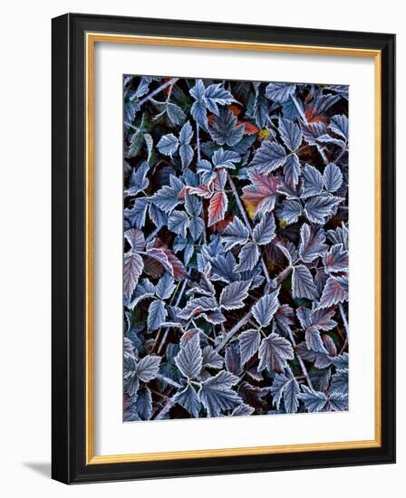 USA, Oregon. Frost on Wild Blackberry Bush-Steve Terrill-Framed Photographic Print