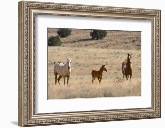 USA, Oregon, Harney County. Wild Horse on Blm-Managed Steens Mountain-Janis Miglavs-Framed Photographic Print