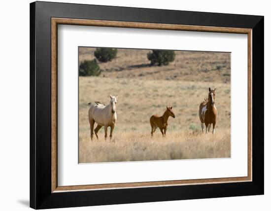 USA, Oregon, Harney County. Wild Horse on Blm-Managed Steens Mountain-Janis Miglavs-Framed Photographic Print