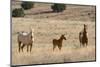 USA, Oregon, Harney County. Wild Horse on Blm-Managed Steens Mountain-Janis Miglavs-Mounted Photographic Print