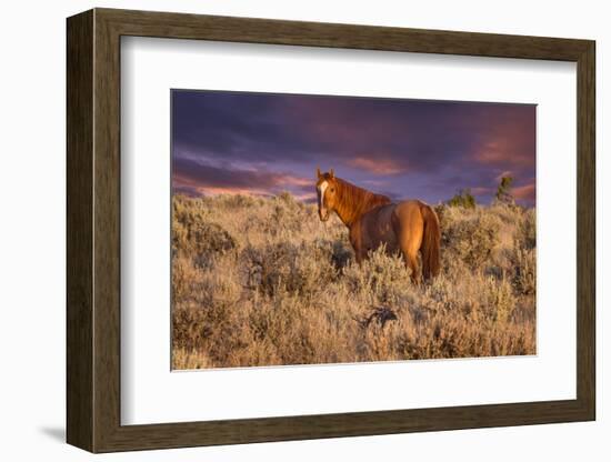 USA, Oregon, Harney County. Wild Horse on Steens Mountain-Janis Miglavs-Framed Photographic Print