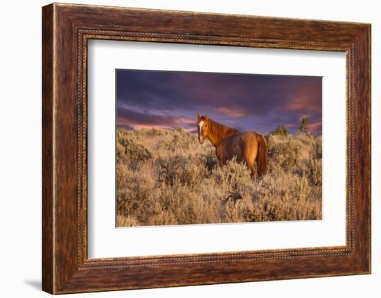 USA, Oregon, Harney County. Wild Horse on Steens Mountain-Janis Miglavs-Framed Photographic Print