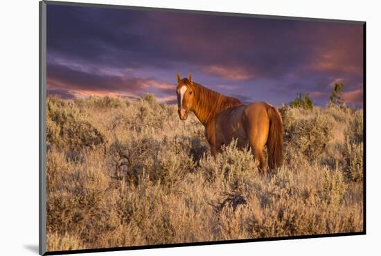 USA, Oregon, Harney County. Wild Horse on Steens Mountain-Janis Miglavs-Mounted Photographic Print