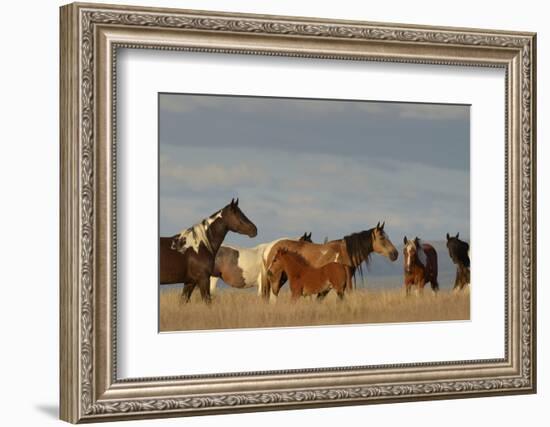 USA, Oregon, Harney County. Wild Horses on Steens Mountain-Janis Miglavs-Framed Photographic Print