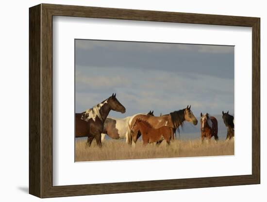 USA, Oregon, Harney County. Wild Horses on Steens Mountain-Janis Miglavs-Framed Photographic Print