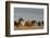 USA, Oregon, Harney County. Wild Horses on Steens Mountain-Janis Miglavs-Framed Photographic Print