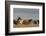 USA, Oregon, Harney County. Wild Horses on Steens Mountain-Janis Miglavs-Framed Photographic Print