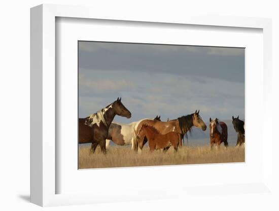 USA, Oregon, Harney County. Wild Horses on Steens Mountain-Janis Miglavs-Framed Photographic Print