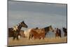USA, Oregon, Harney County. Wild Horses on Steens Mountain-Janis Miglavs-Mounted Photographic Print