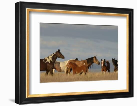 USA, Oregon, Harney County. Wild Horses on Steens Mountain-Janis Miglavs-Framed Photographic Print