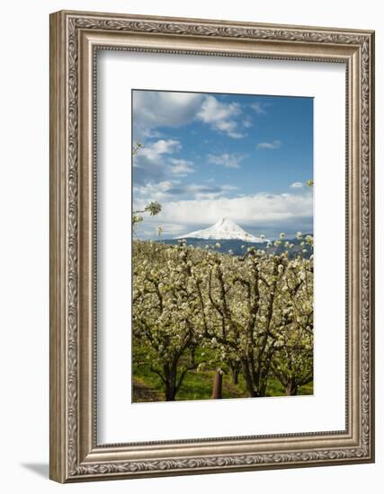 USA, Oregon, Hood River. Mt. Hood Looms over Apple Orchard-Richard Duval-Framed Photographic Print