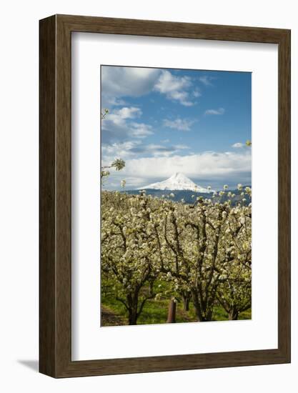 USA, Oregon, Hood River. Mt. Hood Looms over Apple Orchard-Richard Duval-Framed Photographic Print