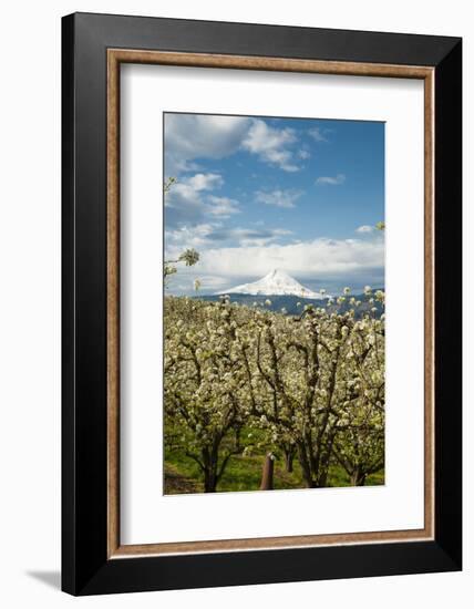 USA, Oregon, Hood River. Mt. Hood Looms over Apple Orchard-Richard Duval-Framed Photographic Print