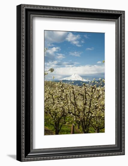 USA, Oregon, Hood River. Mt. Hood Looms over Apple Orchard-Richard Duval-Framed Photographic Print