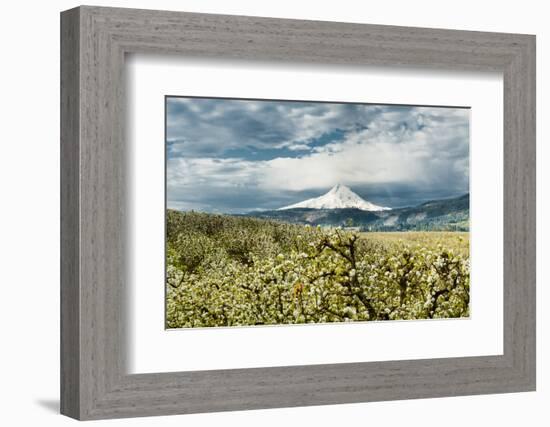 USA, Oregon, Hood River. Mt. Hood Looms over Apple Orchard-Richard Duval-Framed Photographic Print