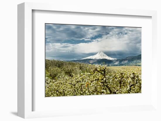 USA, Oregon, Hood River. Mt. Hood Looms over Apple Orchard-Richard Duval-Framed Photographic Print