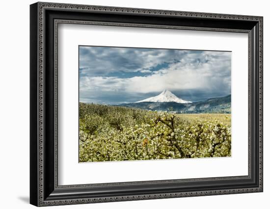 USA, Oregon, Hood River. Mt. Hood Looms over Apple Orchard-Richard Duval-Framed Photographic Print