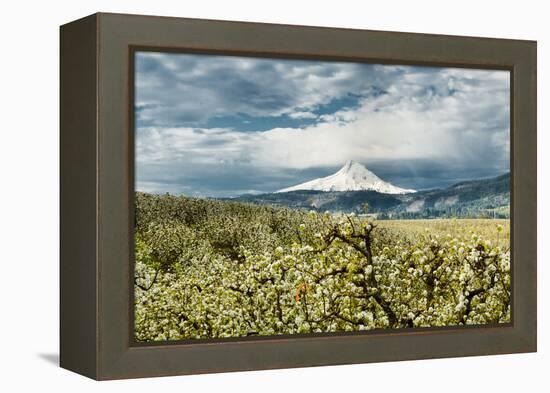 USA, Oregon, Hood River. Mt. Hood Looms over Apple Orchard-Richard Duval-Framed Premier Image Canvas