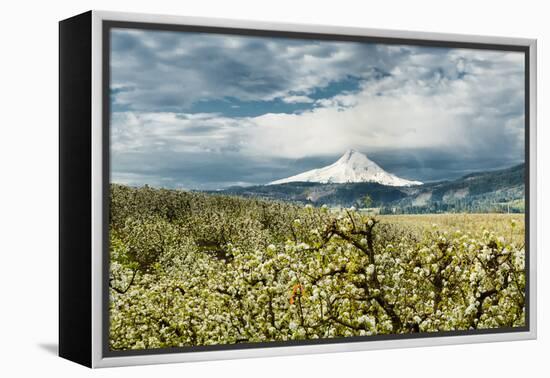 USA, Oregon, Hood River. Mt. Hood Looms over Apple Orchard-Richard Duval-Framed Premier Image Canvas