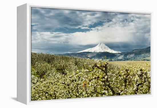 USA, Oregon, Hood River. Mt. Hood Looms over Apple Orchard-Richard Duval-Framed Premier Image Canvas